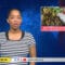 PBC Jamaica News – October 23rd